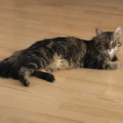 Profilbild für Dragan T