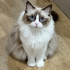 Profilbild für Lulu L