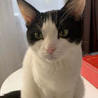 Avatar pour Célia H