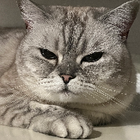 Profilbild für Ruiqi R