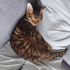 Profilbild für Siva V