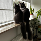 Profielfoto voor Percy G