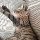 Profilbild für Smilla K