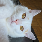Profilbild für Xingyue H