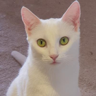 Avatar for Ann R