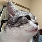 Profilbild für Xuan L