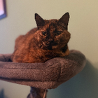 Profielfoto voor Shanna J