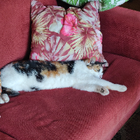 Profielfoto voor Ina v