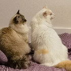 Profilbild für Lerong Z