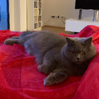Profilbild für Elena V