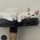 Profilbild für Hümeyra T