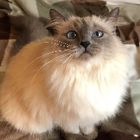 Avatar pour Adélaïde V