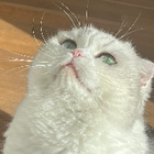 Profilbild für Jingyao Nancy H