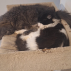 Avatar pour Amandine B