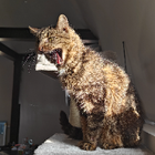 Avatar pour Alexandre V