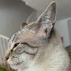 Profilbild für Volkan G