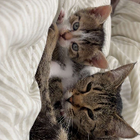 Avatar pour Leonnie C