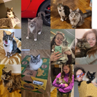 Avatar for Roksana (Roksi) C