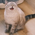 Profilbild für Yilin L