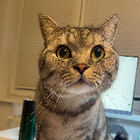 Profilbild für Yuting J