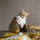 Profielfoto voor Yuan Z