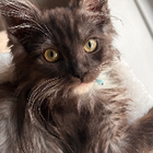 Avatar for Shafiya D