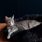 Avatar pour Karima H