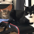 Profilbild für Milla v