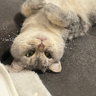 Profilbild für Hui Z