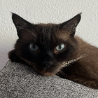 Avatar pour Lucie S