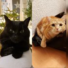 Profilbild für Anna V