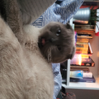 Profilbild für Ana Belle T