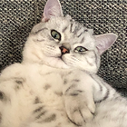 Profilbild für Yanru Z