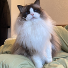 Profilbild für Yujia L