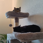 Profilbild für Laura D