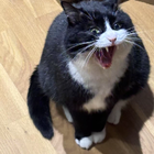 Profilbild für Yaxuan D