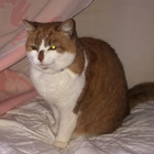 Profilbild für Viola E