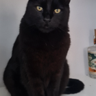 Avatar for lynzi w l