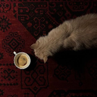 Avatar pour Shayma H