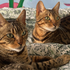 Avatar for Radharani P