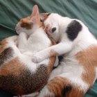 Profilbild für Ane D