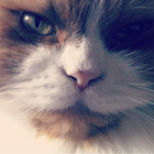Profilbild für Alex B