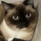Profilbild für Adea D