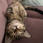 Avatar for Madison (Maddie) W