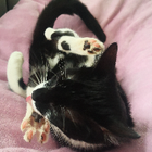 Profilbild für Isabell I