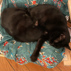 Avatar pour Marina K