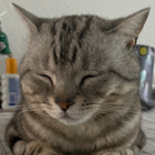 Profilbild für Jun J
