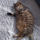 Avatar for Jessica C