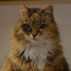 Avatar for Eilidh C
