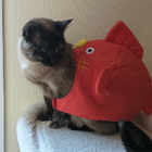 Avatar pour Malika G